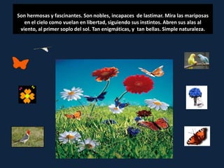 Son hermosas y fascinantes. Son nobles, incapaces de lastimar. Mira las mariposas
   en el cielo como vuelan en libertad, siguiendo sus instintos. Abren sus alas al
 viento, al primer soplo del sol. Tan enigmáticas, y tan bellas. Simple naturaleza.
 