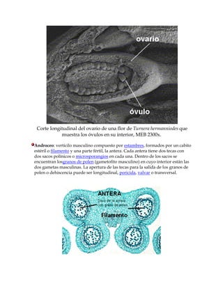 Vertificilo Flores y reproduccion | PDF