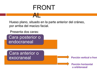 FRONTALHueso plano, situado en la parte anterior del cráneo, por arriba del macizo facial.Presenta dos caras:Porción vertical o frontalPorción horizontal u orbitonasal