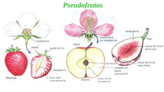 Pseudofrutos
 