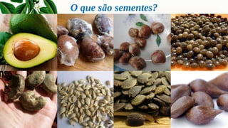 O que são sementes?
 