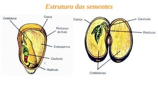 Estrutura das sementes
 