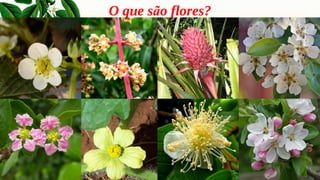 O que são flores?
 