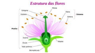 Estrutura das flores
 