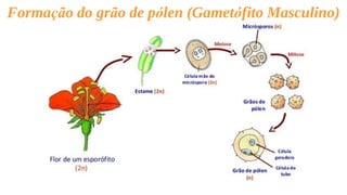 Formação do grão de pólen (Gametófito Masculino)
 