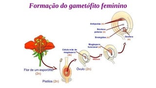 Formação do gametófito feminino
 