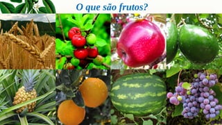 O que são frutos?
 