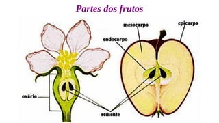 Partes dos frutos
 
