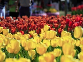 Floriade
