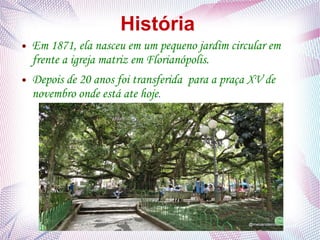 História
● Em 1871, ela nasceu em um pequeno jardim circular em
frente a igreja matriz em Florianópolis.
● Depois de 20 anos foi transferida para a praça XV de
novembro onde está ate hoje.
 