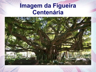Imagem da Figueira
Centenária
 