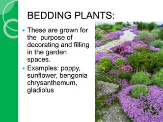 Floriculture | PPTX