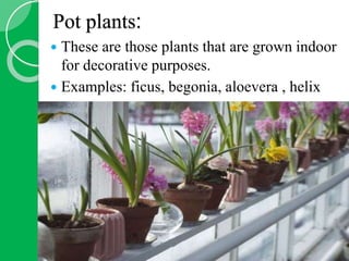 Floriculture | PPTX