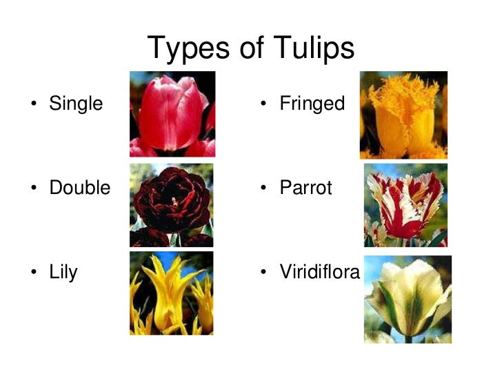 Floriculture unit & flowers from bulbs