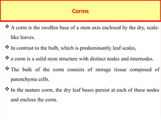 Corm Shape Comprehensive Guide to Propagation and Nursery Management of Ornamental ...