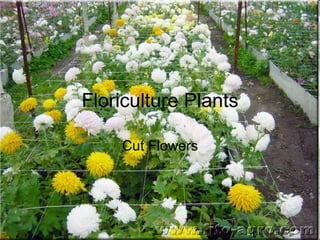 Floriculture Plants Cut Flowers 