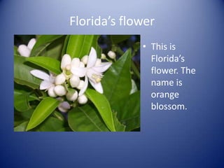 Florida’s flowerThis is Florida’s flower. The name is orange blossom.