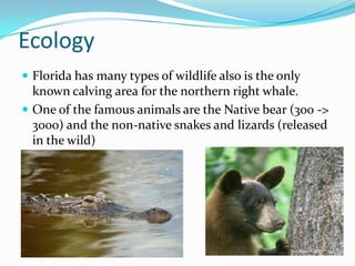 Ecology
 Florida has many types of wildlife also is the only
known calving area for the northern right whale.
 One of the famous animals are the Native bear (300 ->
3000) and the non-native snakes and lizards (released
in the wild)
 