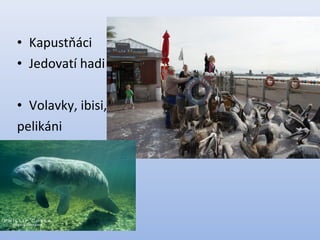 • Kapustňáci
• Jedovatí hadi
• Volavky, ibisi,
pelikáni
 