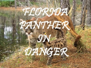 FLORIDA PANTHER  IN   DANGER 