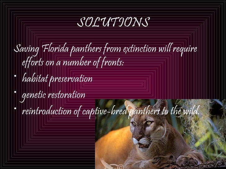 purple pumas extinct