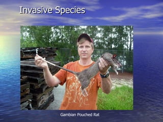 Invasive Rats In Florida Florida Keys | PPT