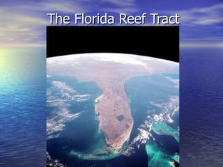 The Florida Reef Tract 