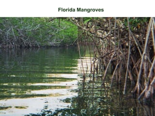 Florida Mangroves
 