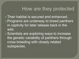 Their habitat is secured and enhanced.
Programs are underway to breed panthers
in captivity for later release back in the
wild.
Scientists are exploring ways to increase
the genetic variability of panthers through
cross breeding with closely related
subspecies.
 