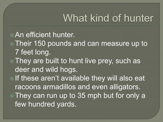 An efficient hunter.
Their 150 pounds and can measure up to
7 feet long.
They are built to hunt live prey, such as
deer and wild hogs.
If these aren’t available they will also eat
racoons armadillos and even alligators.
They can run up to 35 mph but for only a
few hundred yards.
 