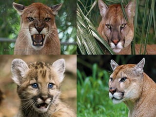 Florida panther