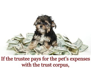 Florida Pet Plans: Additional Questions and Practical Steps