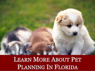 Florida Pet Plans: Additional Questions and Practical Steps