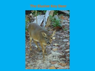 The Elusive Key Deer 