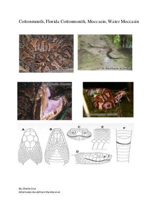 By: SheilaCruz
Informationtookfromthe Internet
Cottonmouth, Florida Cottonmouth, Moccasin, Water Moccasin
 