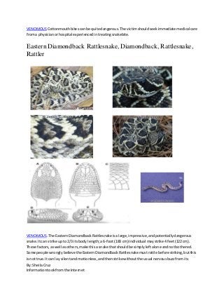 By: SheilaCruz
Informationtookfromthe Internet
VENOMOUSCottonmouthbitescanbe quite dangerous.The victimshouldseekimmediate medical care
froma physicianorhospital experiencedintreatingsnakebite.
Eastern Diamondback Rattlesnake, Diamondback, Rattlesnake,
Rattler
VENOMOUS.The EasternDiamondbackRattlesnakeisalarge,impressive,andpotentiallydangerous
snake.Itcan strike upto 2/3 itsbodylength;a 6-foot(183 cm) individual may strike 4feet(122 cm).
These factors,as well asothers,make thisa snake thatshouldbe simplyleftalone andnotbothered.
Some people wronglybelieve the EasternDiamondbackRattlesnake mustrattle before striking,butthis
isnot true.It can lay silentandmotionless,andthenstrike withoutthe usual nervousbuzzfromits
 