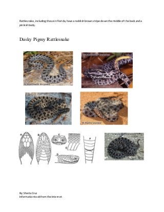 By: SheilaCruz
Informationtookfromthe Internet
Rattlesnake,includingthose inFlorida,have areddishbrownstripe downthe middle of the backanda
pinkishbody.
Dusky Pigmy Rattlesnake
 