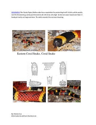 By: SheilaCruz
Informationtookfromthe Internet
VENOMOUSThe DuskyPigmyRattlesnake hasareputationforprotectingitself.Itsbite,whileusually
not life threatening,canbe painful andresultinthe lossof a digit.Some rare cases have beenfatal.It
feedsprimarilyonfrogsandmice.The rattle soundslike aninsectbuzzing.
Eastern Coral Snake, Coral Snake
 