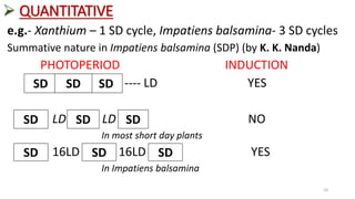  QUANTITATIVE
e.g.- Xanthium – 1 SD cycle, Impatiens balsamina- 3 SD cycles
Summative nature in Impatiens balsamina (SDP) (by K. K. Nanda)
PHOTOPERIOD INDUCTION
---- LD YES
LD LD NO
In most short day plants
16LD 16LD YES
In Impatiens balsamina
SD SD SD
SD SD SD
SD SD SD
10
 