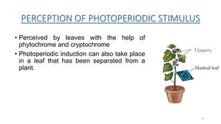 PERCEPTION OF PHOTOPERIODIC STIMULUS
• Perceived by leaves with the help of
phytochrome and cryptochrome
• Photoperiodic induction can also take place
in a leaf that has been separated from a
plant.
Flowers
14
 