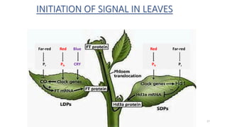INITIATION OF SIGNAL IN LEAVES
17
Red Far-red
Pfr Pr
Far-red Red Blue
Pr Pfr CRY
 