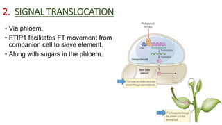2. SIGNAL TRANSLOCATION
• Via phloem.
• FTIP1 facilitates FT movement from
companion cell to sieve element.
• Along with sugars in the phloem.
18
 