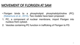 MOVEMENT OF FLORIGEN AT SAM
• Florigen binds to a phospholipid: phosphatidylcholine (PC)
(Nakamura et al., 2014). Two models have been proposed :
1. PC, a component of nuclear membrane, import Florigen into
nucleus from cytosol.
2. Vesicles containing PC function in trafficking of Florigen to FD.
19
 