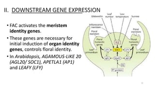 II. DOWNSTREAM GENE EXPRESSION
• FAC activates the meristem
identity genes.
• These genes are necessary for
initial induction of organ identity
genes, controls floral identity.
• In Arabidopsis, AGAMOUS-LIKE 20
(AGL20/ SOC1), APETLA1 (AP1)
and LEAFY (LFY)
22
 