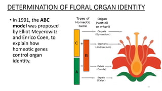 DETERMINATION OF FLORAL ORGAN IDENTITY
• In 1991, the ABC
model was proposed
by Elliot Meyerowitz
and Enrico Coen, to
explain how
homeotic genes
control organ
identity.
24
 
