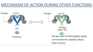 MECHANISM OF ACTION DURING OTHER FUNCTIONS
(StFDL 1a/1b)
(OsFD2 in Rice)
27
 