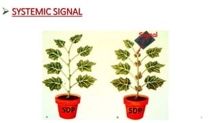  SYSTEMIC SIGNAL
6
SDP SDP
 