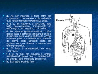  a. Ao ser ingerido, o flúor entra em
contato com o esmalte e a placa dentais
e, já neste momento exerce sua ação.
 b e c. Em seguida, é absorvido pelo
trato gastrointestinal, inicialmente no
estômago e, em seguida, no intestino. 
 d. No sistema gastro-intestinal, o flúor
passa para a corrente sanguínea onde é
distribuído para várias partes do corpo,
inclusive para a cavidade oral, através
da saliva, onde também entra em
contato com os dentes e exerce seu
efeito preventivo. 
 e. O flúor é armazenado no osso
renovável. 
 f e g. O flúor em excesso é, então,
metabolizado pelos rins (f), armazenado
na bexiga (g) e excretado pela urina. 
 h. Excreção fecal do flúor. 
 