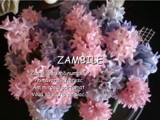 ZAMBILEZAMBILE
Zambilă eu mă numesc,Zambilă eu mă numesc,
Primăvara înflorescPrimăvara înfloresc
Am mirosul parfumatAm mirosul parfumat
Vouă să vă fiu pe plac.Vouă să vă fiu pe plac.
 
