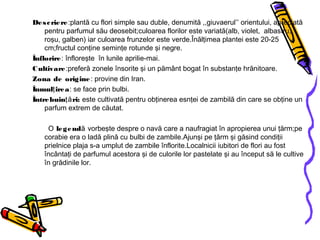 Descriere:plantă cu flori simple sau duble, denumită ,,giuvaerul’’ orientului, apreciată
pentru parfumul său deosebit;culoarea florilor este variată(alb, violet, albastru,
roşu, galben) iar culoarea frunzelor este verde.Înălţimea plantei este 20-25
cm;fructul conţine seminţe rotunde şi negre.
Înflorire: înfloreşte în lunile aprilie-mai.
Cultivare:preferă zonele însorite şi un pământ bogat în substanţe hrănitoare.
Zona de origine: provine din Iran.
Înmul ireaţ : se face prin bulbi.
Întrebuin ri:ţă este cultivată pentru obţinerea esnţei de zambilă din care se obţine un
parfum extrem de căutat.
O legendă vorbeşte despre o navă care a naufragiat în apropierea unui ţărm;pe
corabie era o ladă plină cu bulbi de zambile.Ajunşi pe ţărm şi găsind condiţii
prielnice plaja s-a umplut de zambile înflorite.Localnicii iubitori de flori au fost
încântaţi de parfumul acestora şi de culorile lor pastelate şi au început să le cultive
în grădinile lor.
 